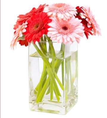 10 Red and Pink Gerbera with Vase